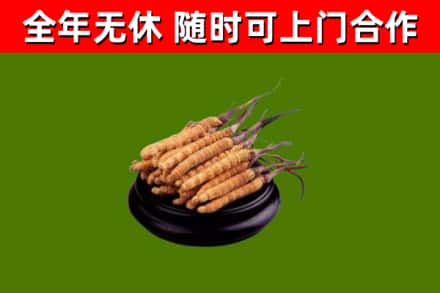 依安县回收散虫草
