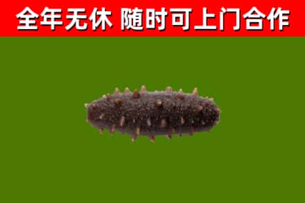 依安县回收海参干